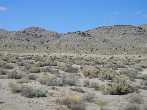 Death-Valley-cactus