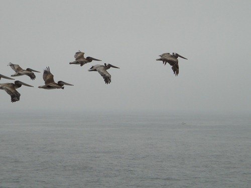 road trip : pelicans