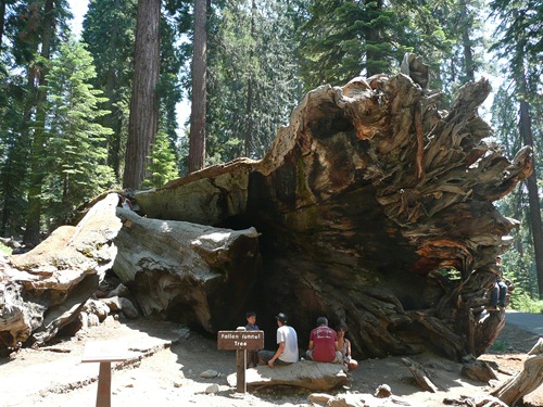 road trip : sequoia-abattu