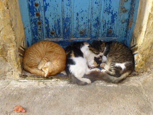 Voyage au Maroc : des chats qui paressent devant une porte de la vielle médina d'Essaouira.