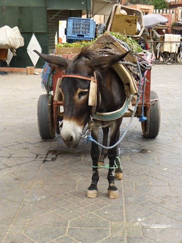 Un mule à Marrakech : un moyen de transport bon marché.